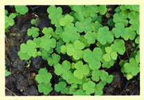 shamrock-print